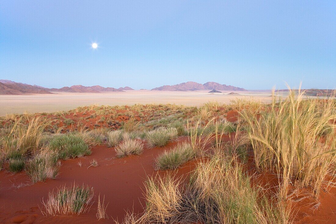 Namibia - Landscape at dawn with full moon and bushman grass Stipagrostis sp at the edge of the Namib Desert in the area of the exclusive Wolwedans safari camps NamibRand Nature Reserve, Namibia