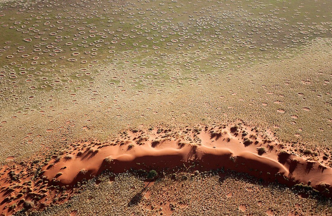 Namibia - Thegreen,  desert during the rainy season The so-calledFairy Circles,  are circular patches without any vegetation which according to recent scientific studies are caused by the Harvester Termite Microhodotermes viator Photographed from a sm