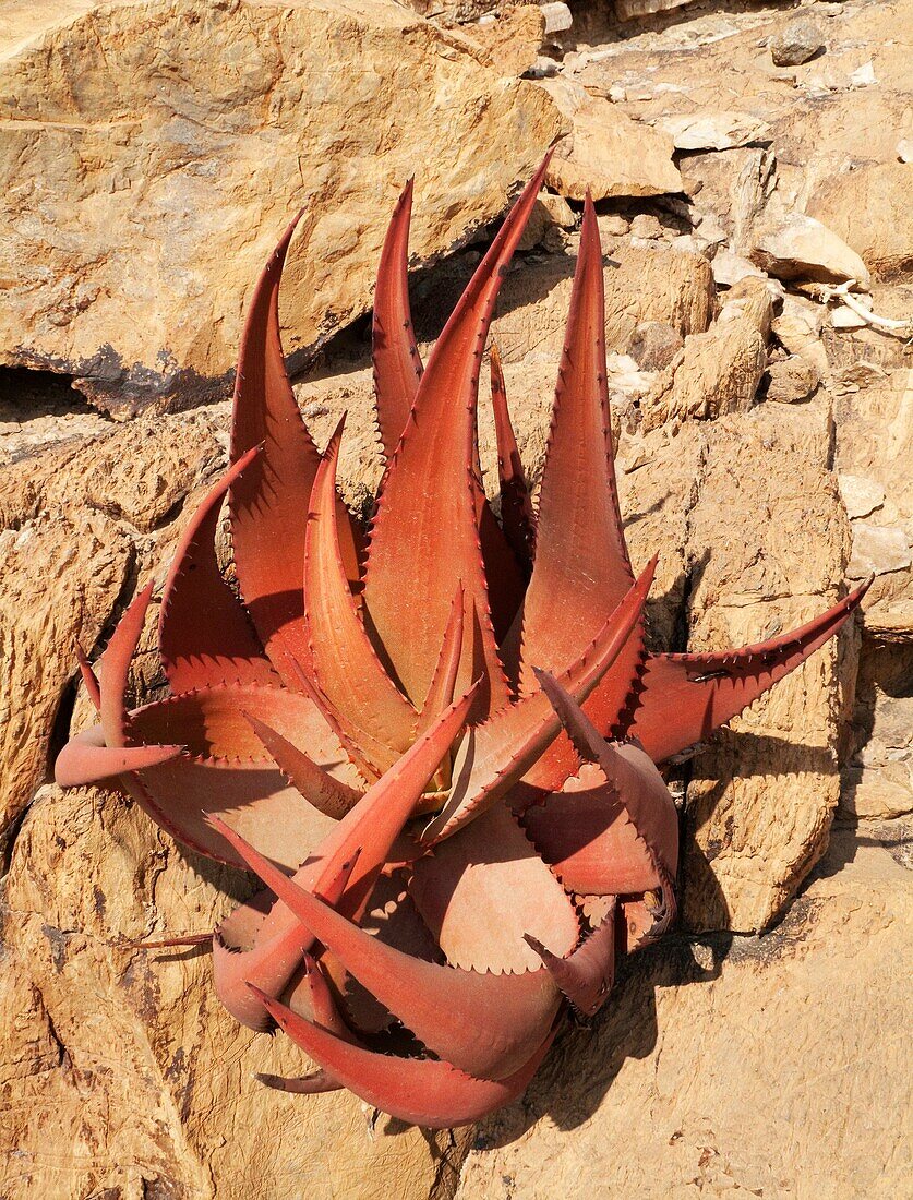 Aloe gariepensis - Clings to a rock wall at the Oranje River which is border river between Namibia and South Africa Ai-Ais Richtersfeld Transfrontier Park, Namibia