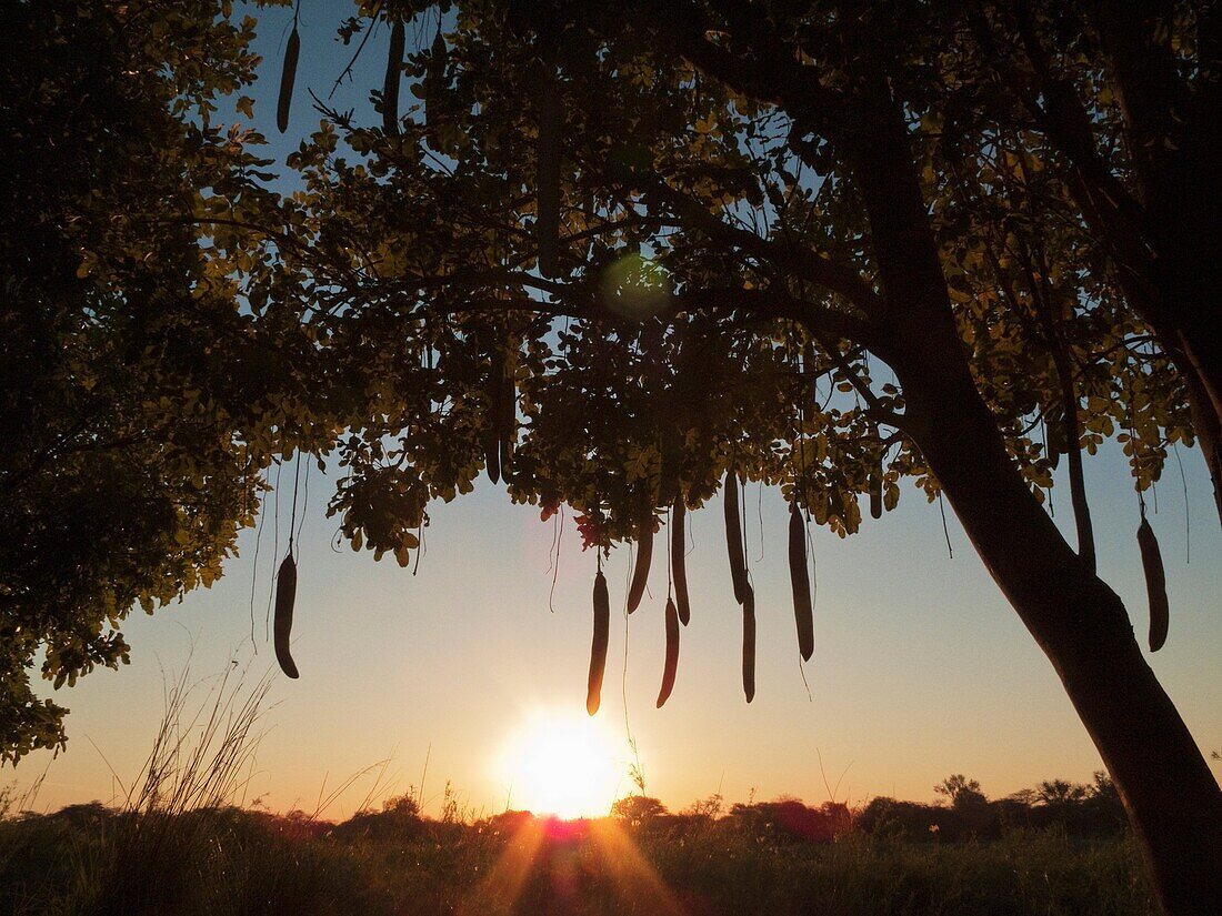 Sausage Tree Kigelia africana - At sunset at the bank of the Okavango River which is border river between Namibia and Angola the sun is setting on the Angolan side Kavango region, northern Namibia