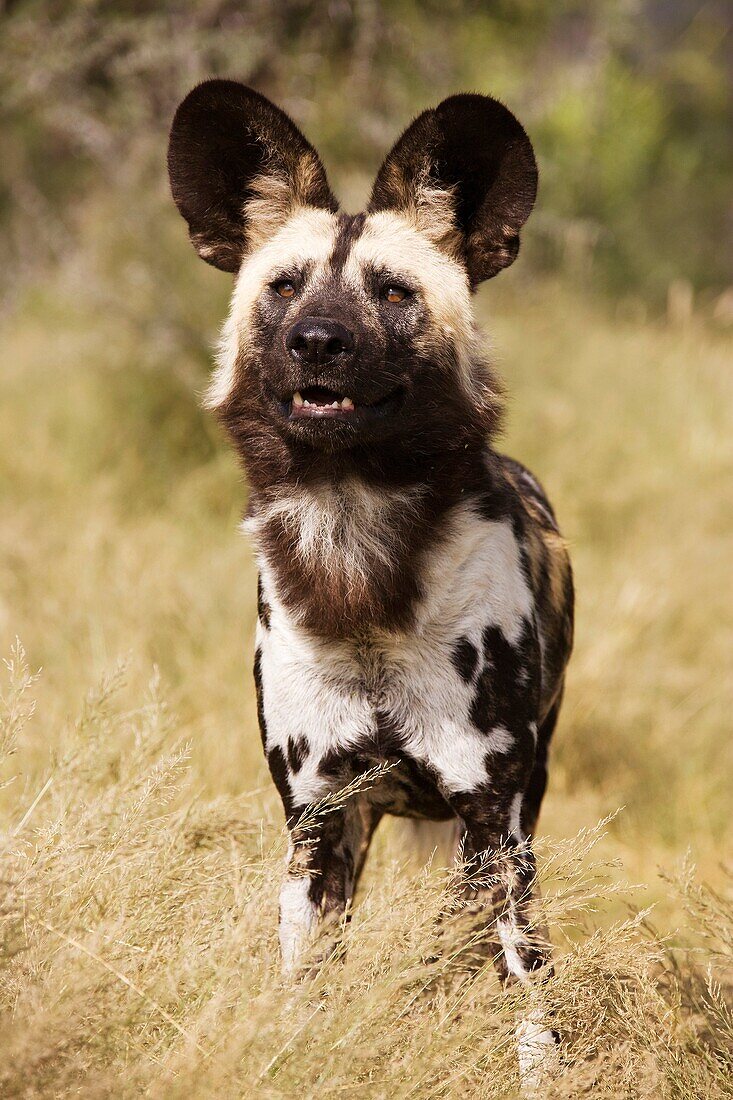 African Wild Dog Lycaon pictus - Photographed in captivity Harnas Wildlife Foundation, Namibia