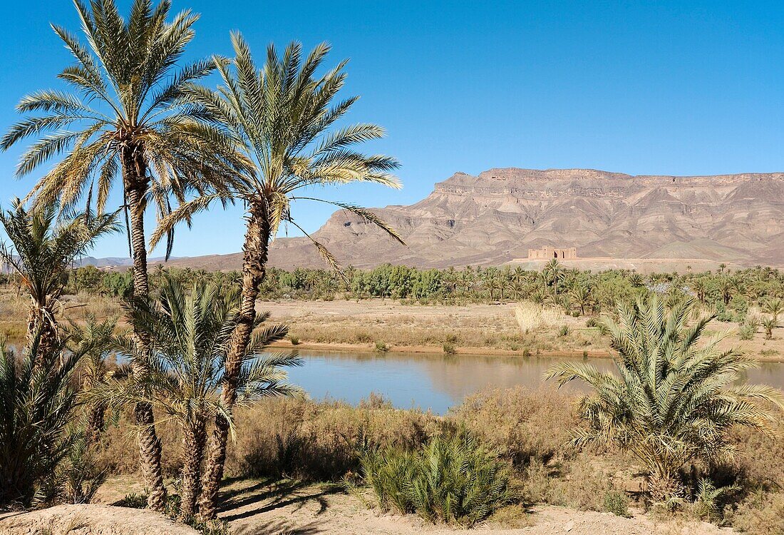 Morocco - Date palms Phoenix dactylifera, Drâa river and the famous Kasbah = fortress Tamnougalt against the background of the Djebel Kissane mountain ridge Drâa valley, southern Morocco