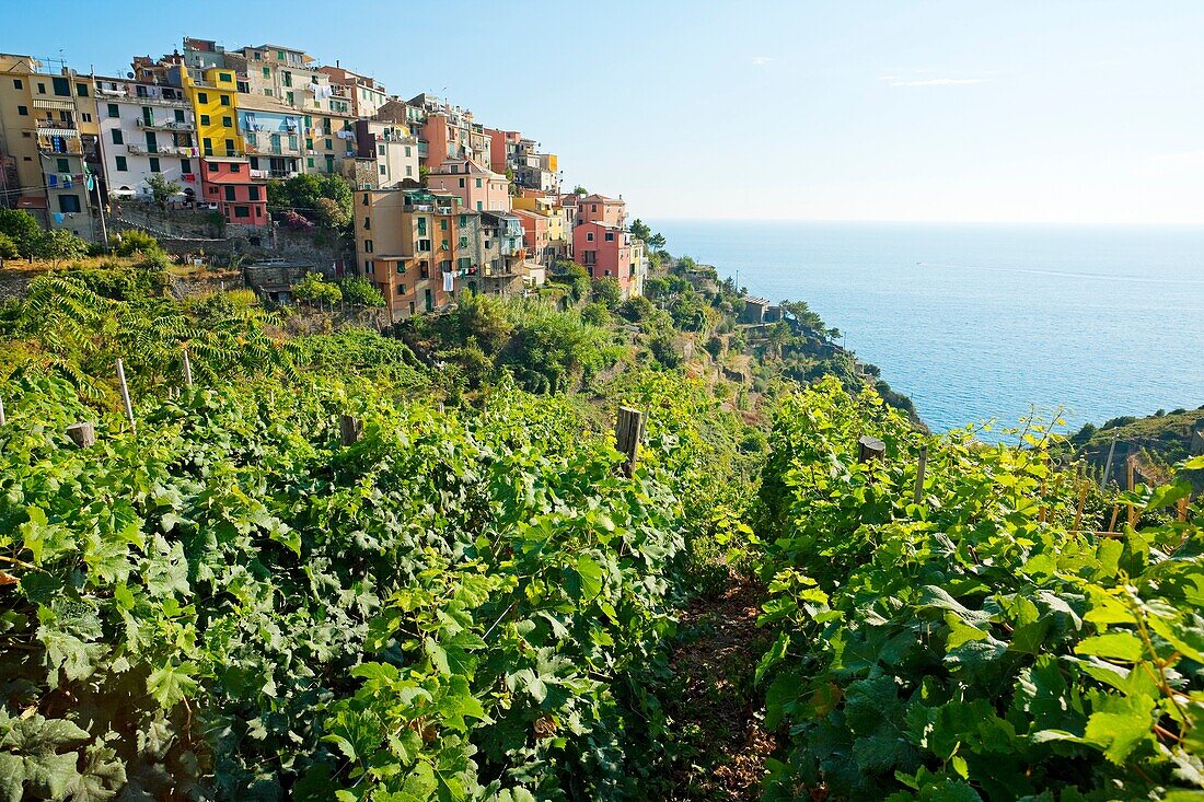Vineyard. Corniglia. Cinque Terre. Liguria. Italian Riviera. Italy.