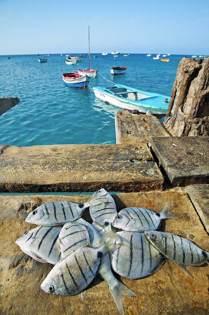 Fish at Beach. Santa Maria village. Ilha do Sal. Cape Verde.