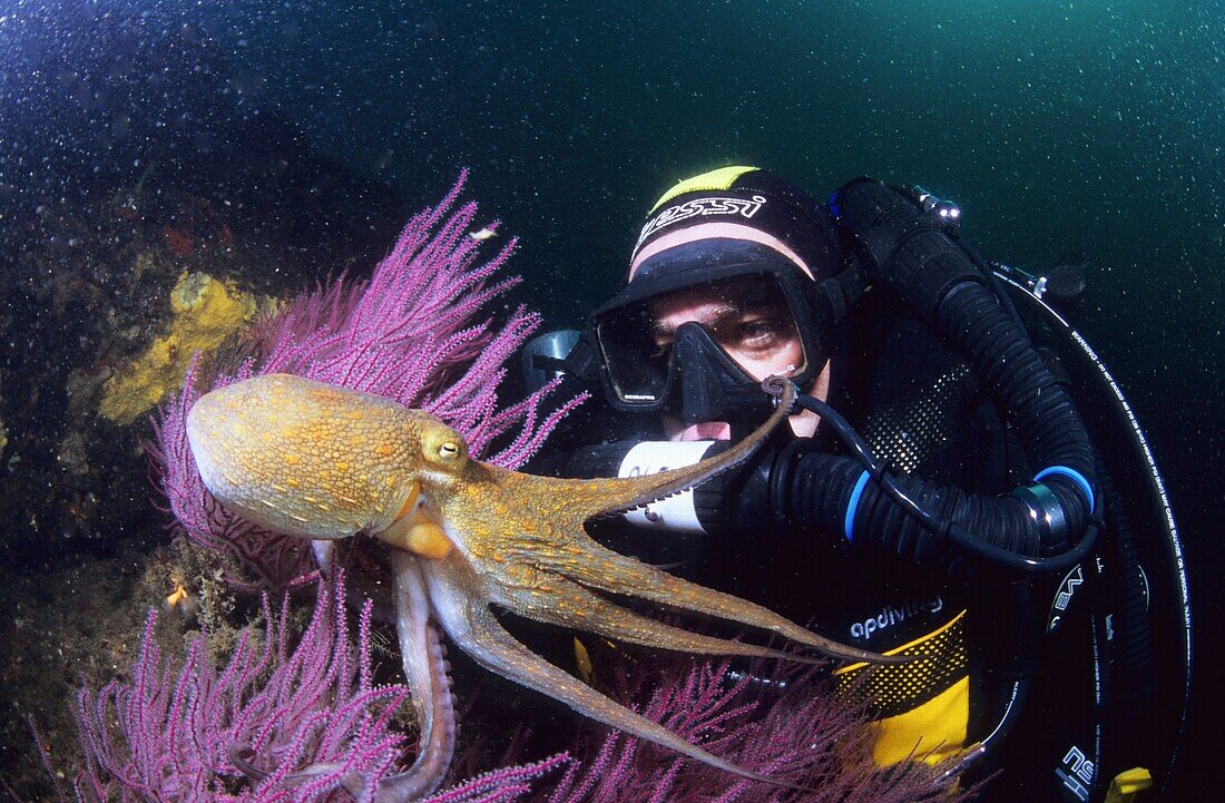 Diver with Rebreather Eastern Atlantic, Galicia, Spain