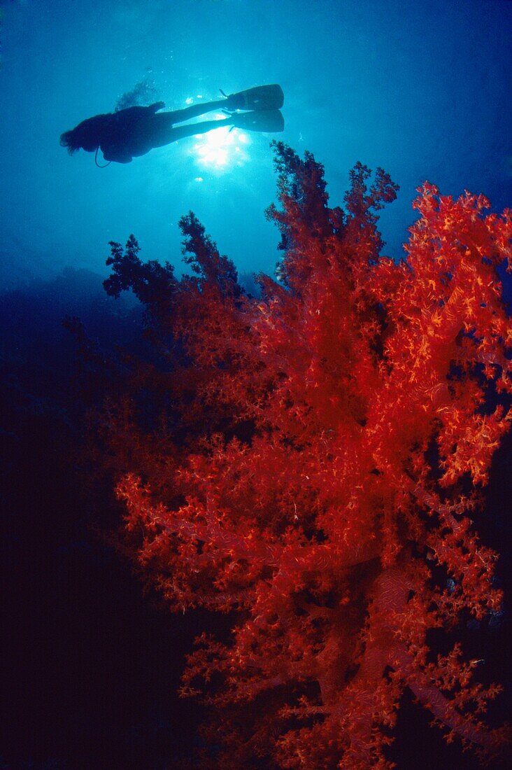 Diving in Red Sea, Hurgada, Egypt
