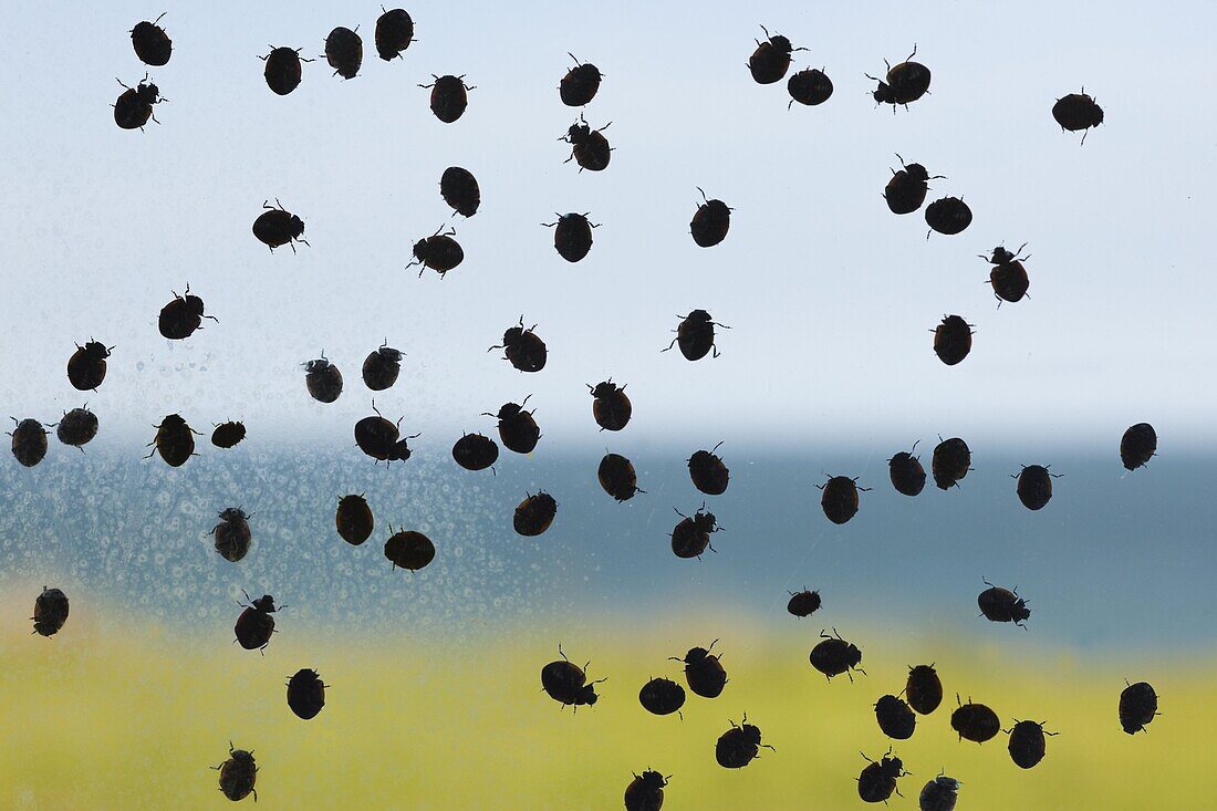 Seven-spot Ladybirds Coccinella -punctata on Coastwatch Window