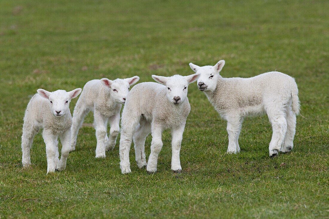 Texel Lambs March Norfolk