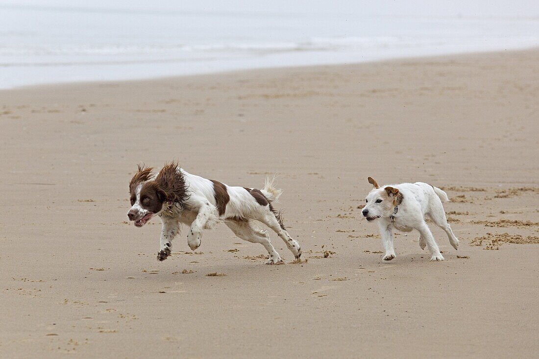 English Springer Spaniel