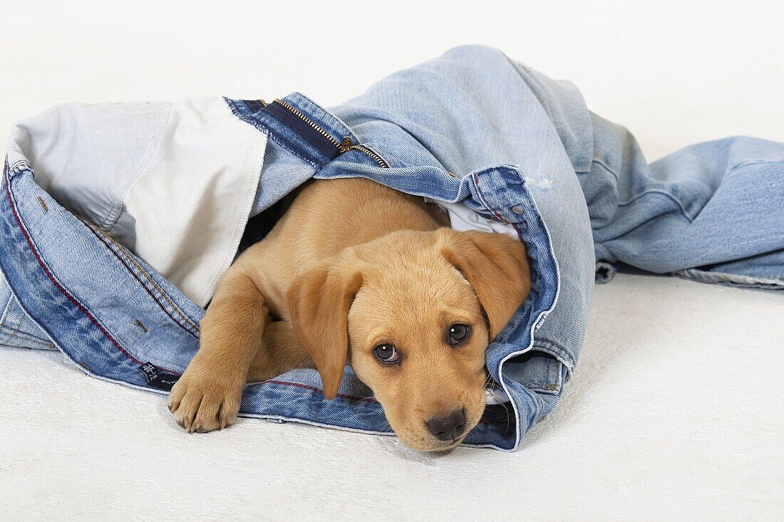 Yellow Labrador Puppy playing withold jeans