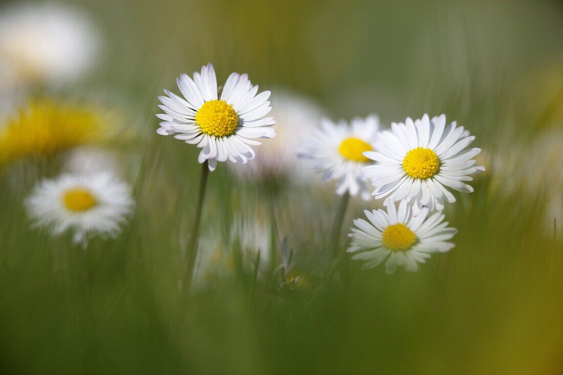 Garden Daises Bellis perennis