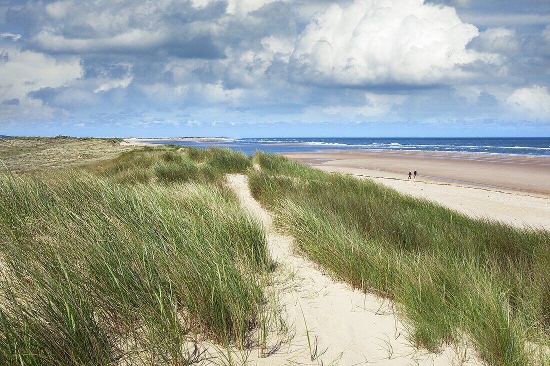 Burnham sand-dunes Norfolk in June