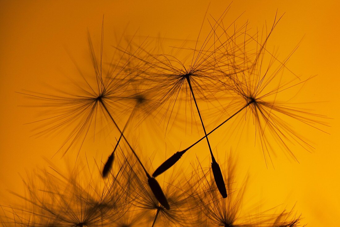 Dandelion Taxaxacum officinale seed head at Sunset