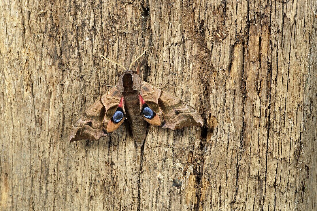 Eyed hawk-moth Smerinthus ocellat resting on post