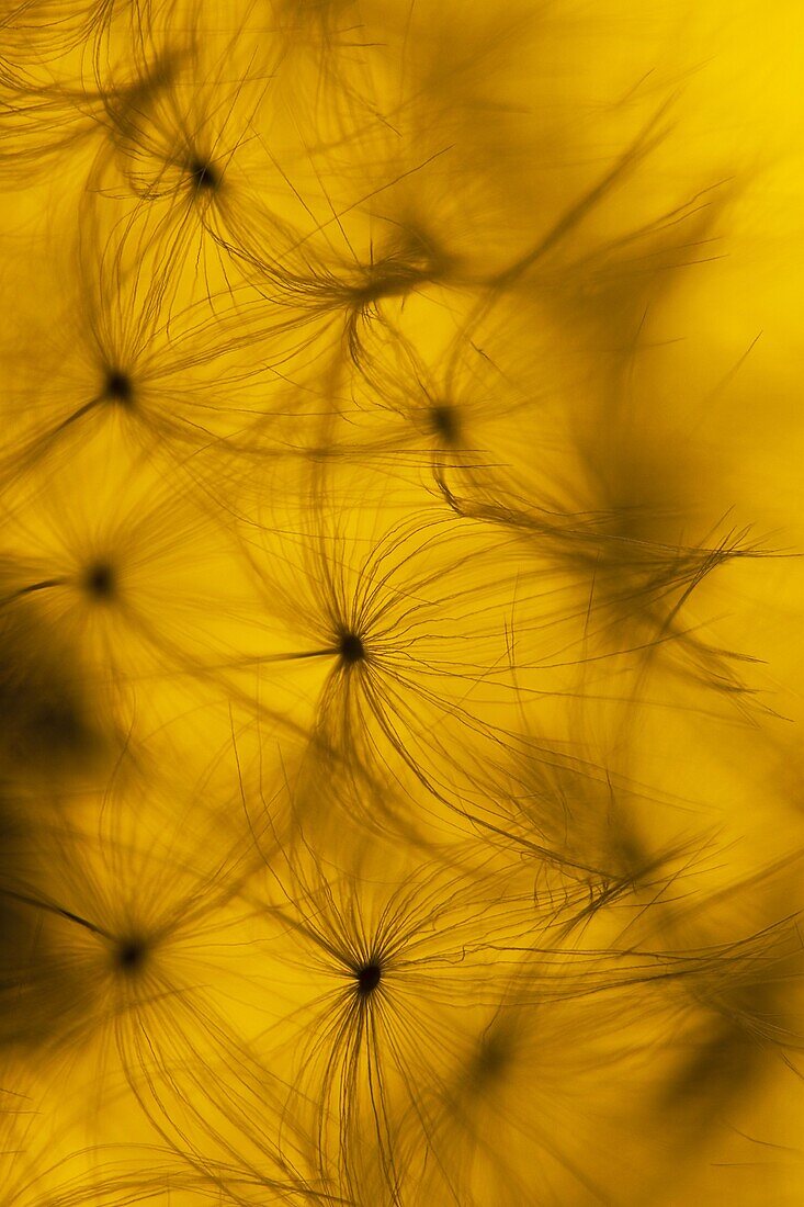 Dandelion Taxaxacum officinale seed head at Sunset