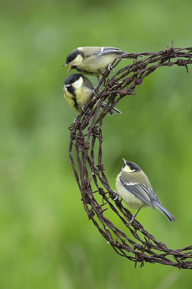 Great tit Parus major Juveniles waiting for parent bird to feed them