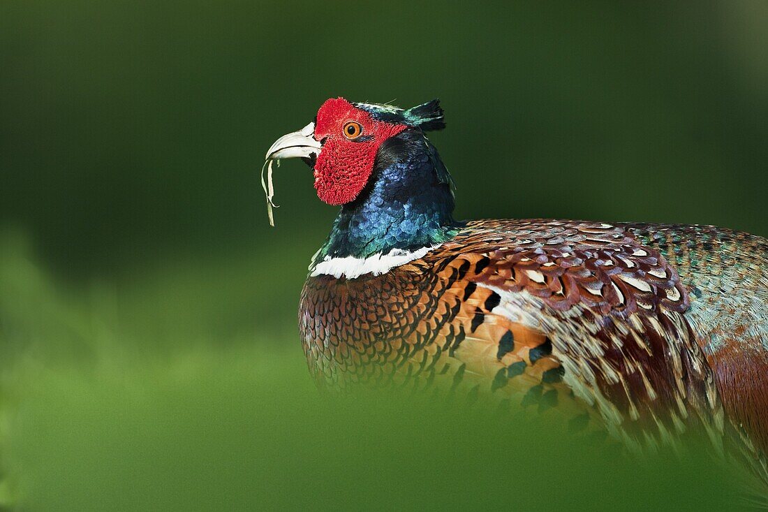 Male Pheasant Phasianus colchicus