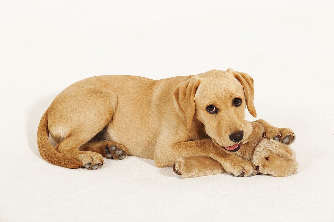 Yellow Labrador Puppy playing with cuddly Teddy Bear