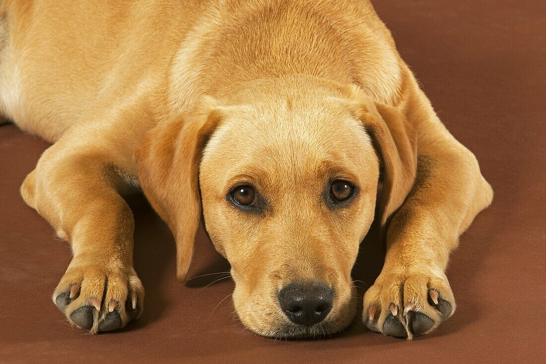 Yellow Labrador Puppy portrait