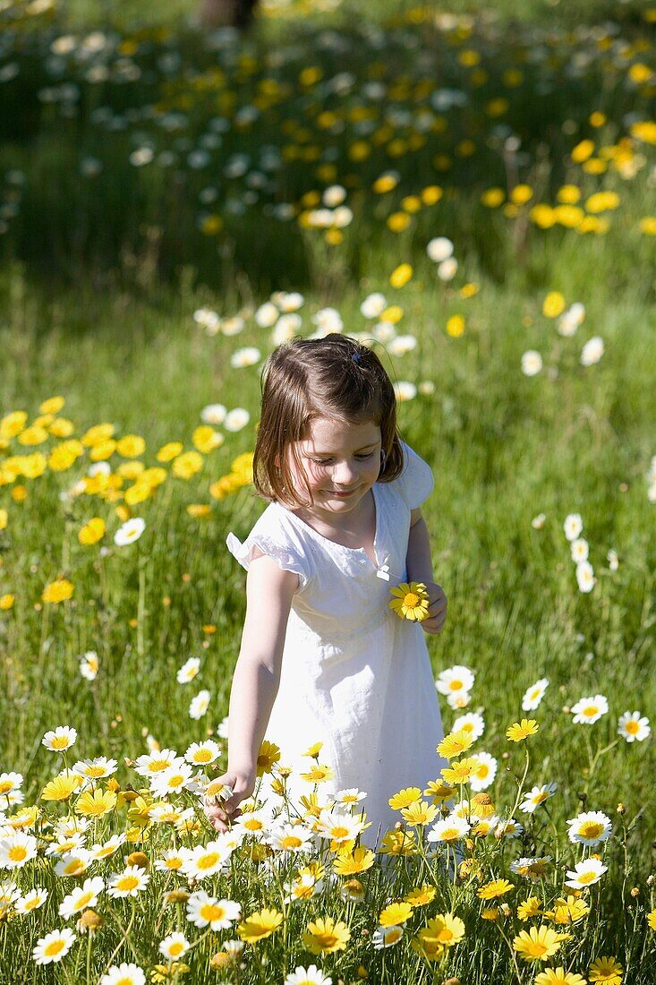 brown hair, Caucasian ethnicity, chestnut hair, child, childhood, Color image, contemporary, country, day, delicate, dress, Female, flower, girl, grass, grassland, happiness, happy, holding, human, infancy, innocence, innocent, joy, kid, leisure, meadow, 