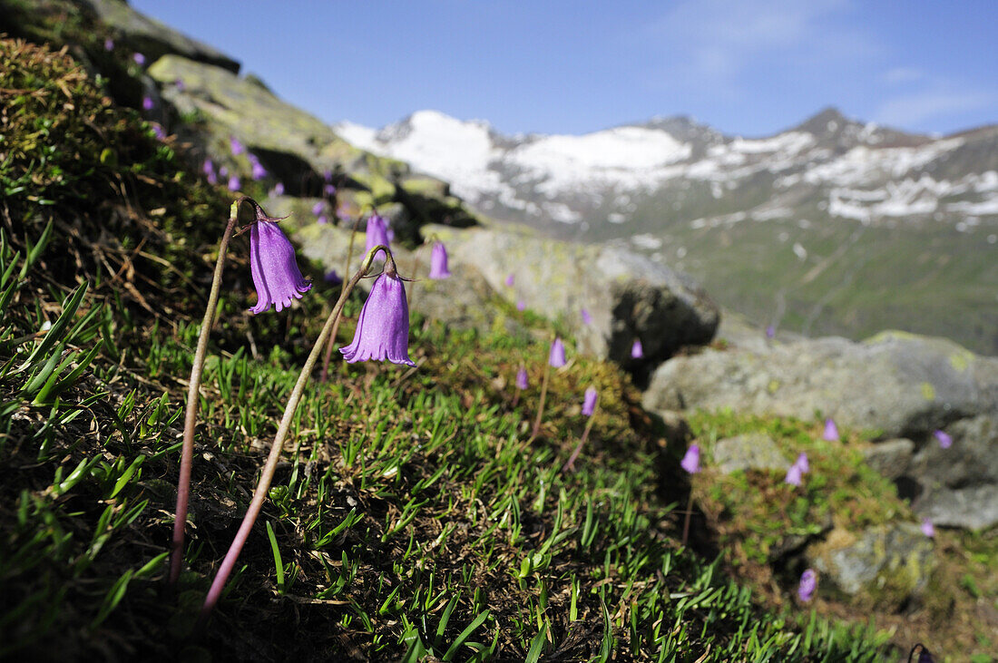 Soldanellen stehen vor Bergkulisse, Hangerer, Gurgl, Ötztal, Ötztaler Alpen, Tirol, Österreich