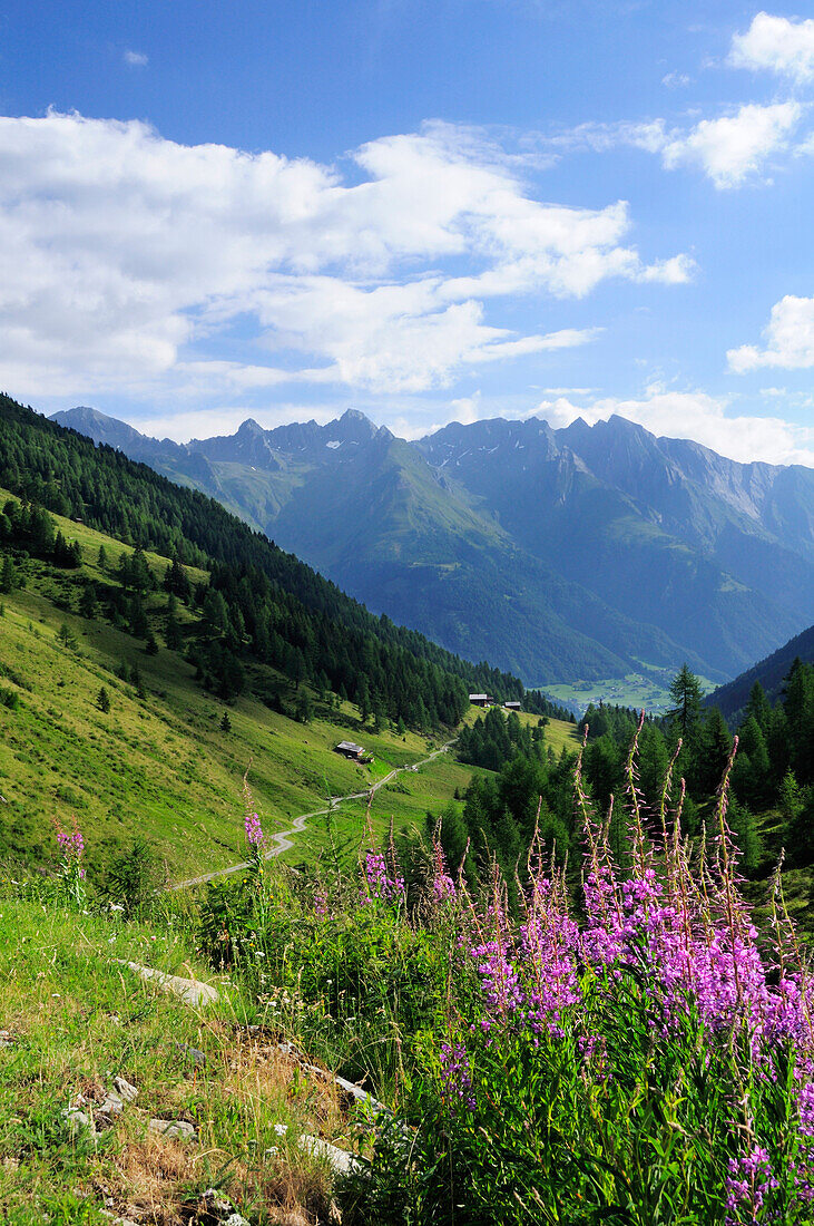 Flowering meadow in the valley of Mullitztal, Lasoerling, valley of Virgental, Venediger mountain range, Eastern Tyrol, Austria