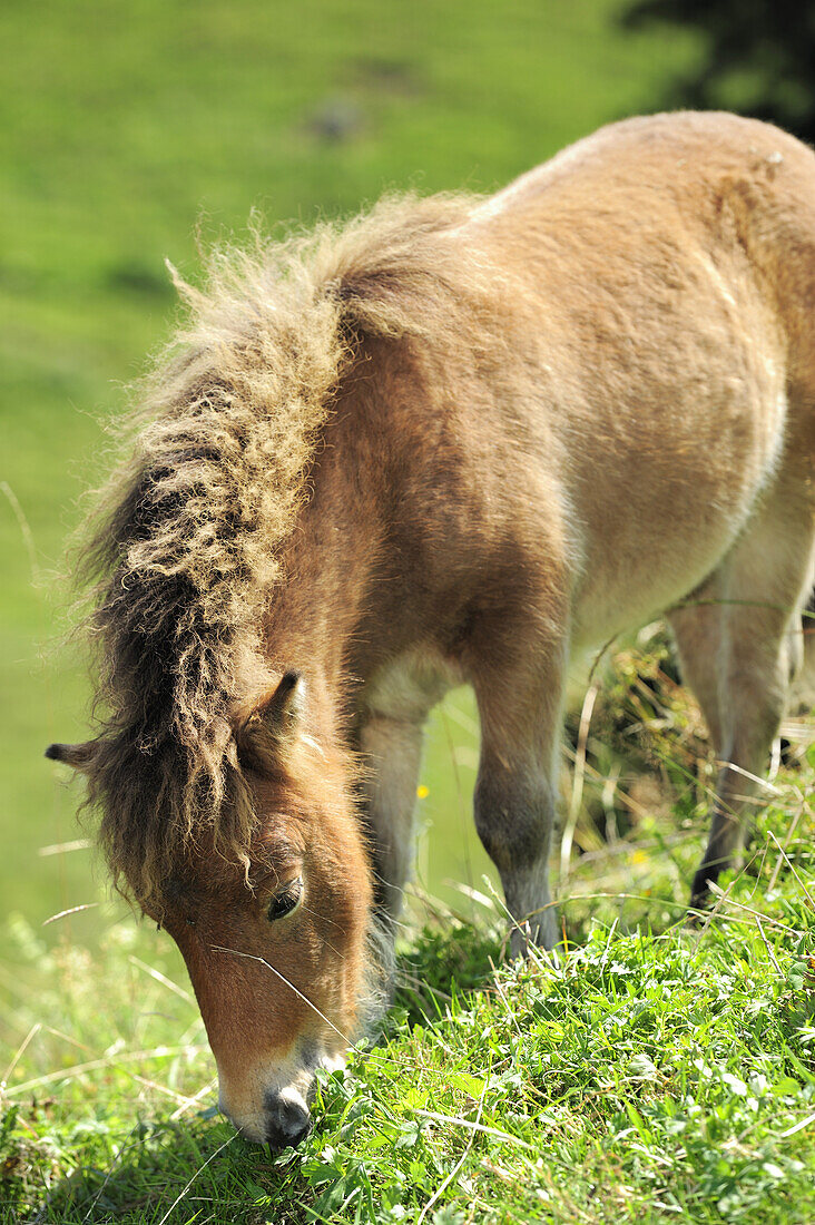 Pony grazing on a meadow, Chiemgau, Chiemgau range, Upper Bavaria, Bavaria, Germany