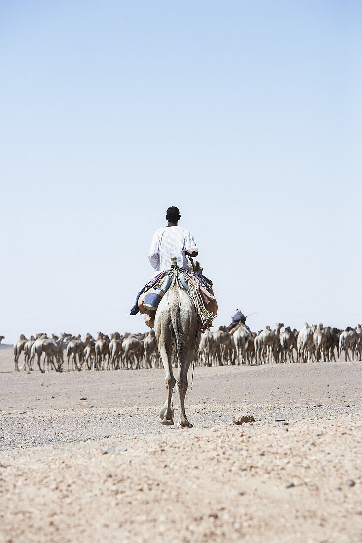 Mann auf einem Kamel vor Kamelherde, Sudan, Afrika