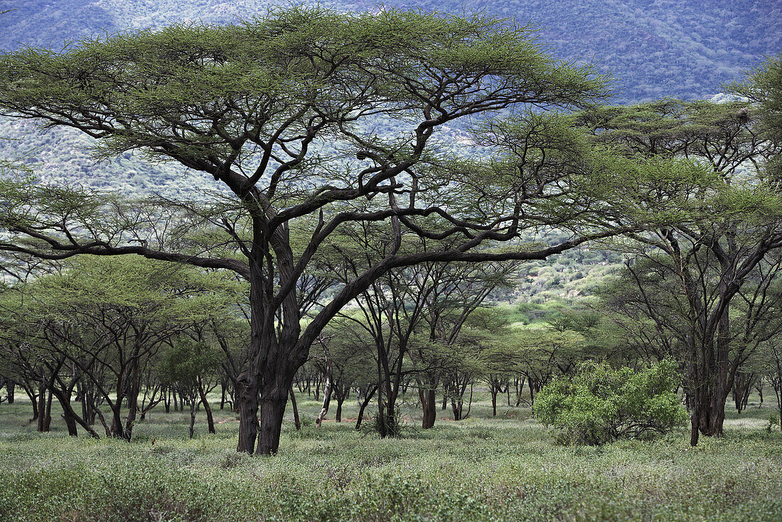 Akazien Bäume, Kenia, Afrika