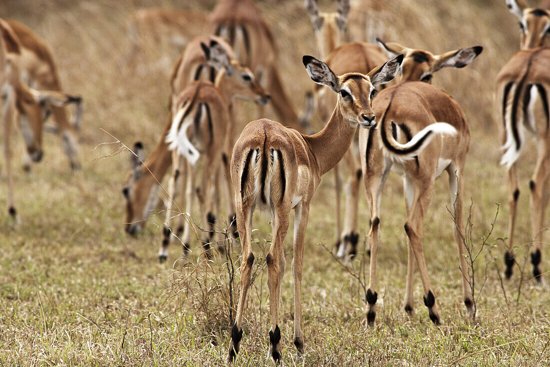 Gazelles in the Serengeti, Tanzania, Afrika