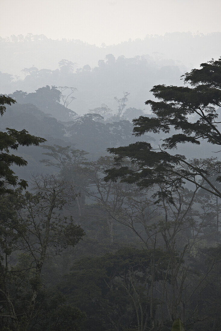 Regenwald und Usambara Berge im Nebel, Tansania, Afrika