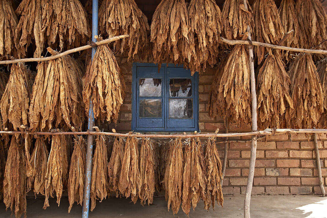 Getrockneter Tabak vor einem Gebäude, Malawi, Afrika