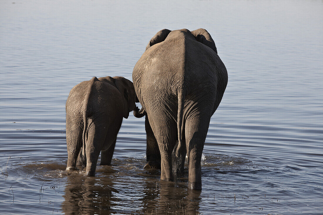 Mutter mit Baby Elefant stehen im Fluß, Chobe Nationalpark, Botswana, Afrika