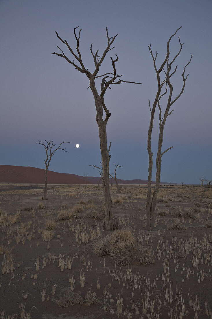 Tote Bäume bei Vollmond im Namib Naukluft Park, Sossusvlei, Namibia, Afrika