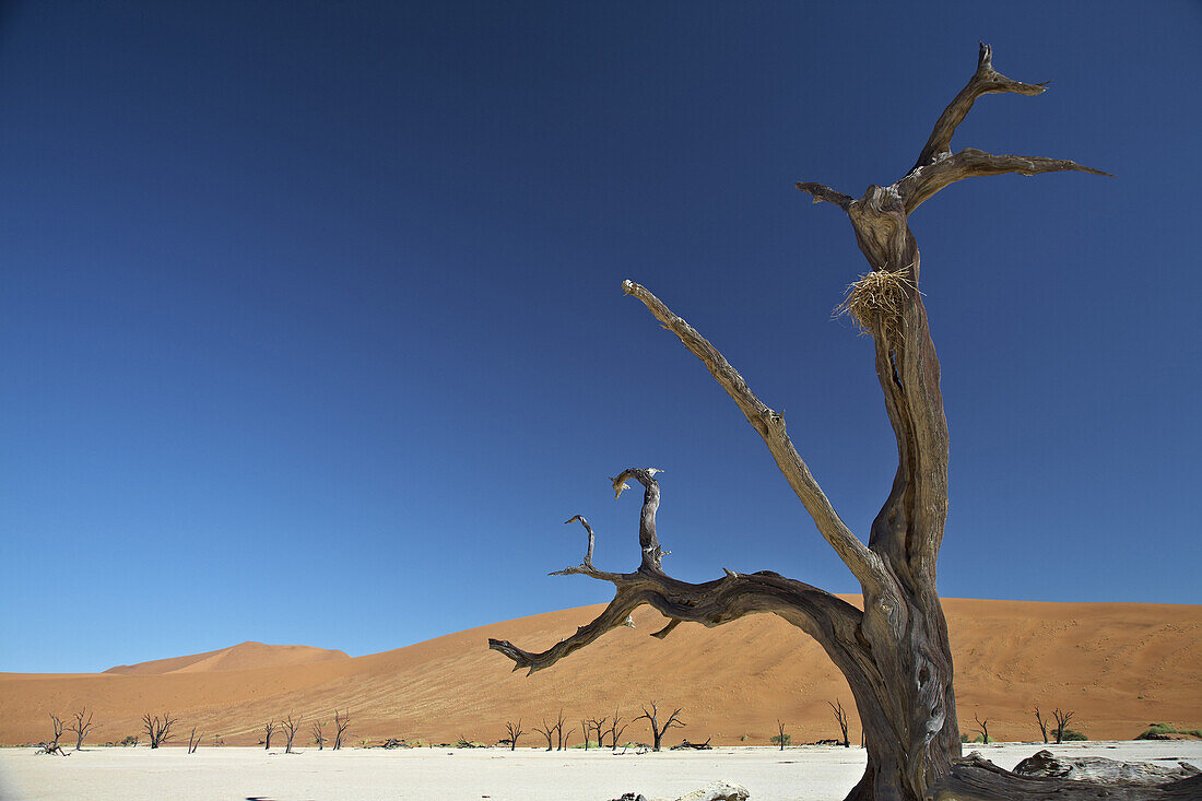 Salzsee mit toten Bäumen unter blauem Himmel, Namib Naukluft Park, Sossusvlei, Namibia, Afrika