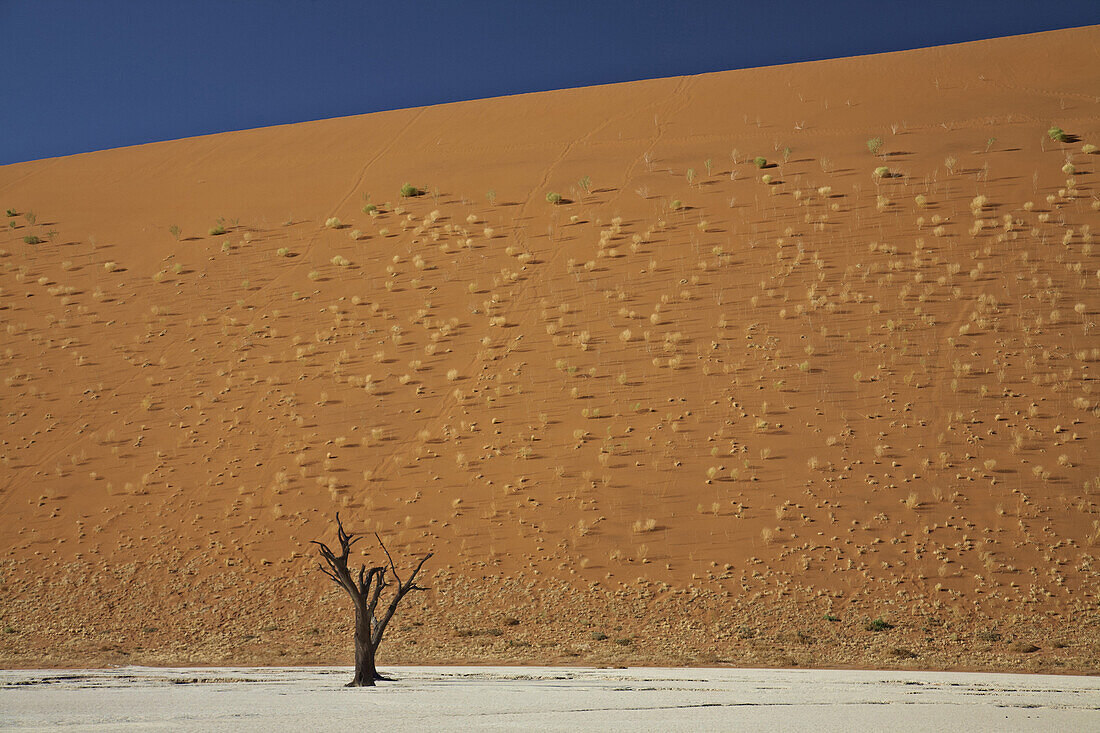 Salzsee mit toten Bäumen vor roter Düne, Namib Naukluft Park, Sossusvlei, Namibia, Afrika