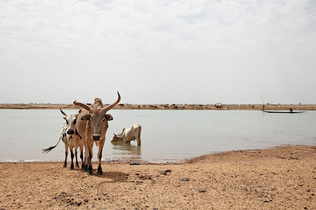 longhorn cows drinking water, Niger, Mali, Africa