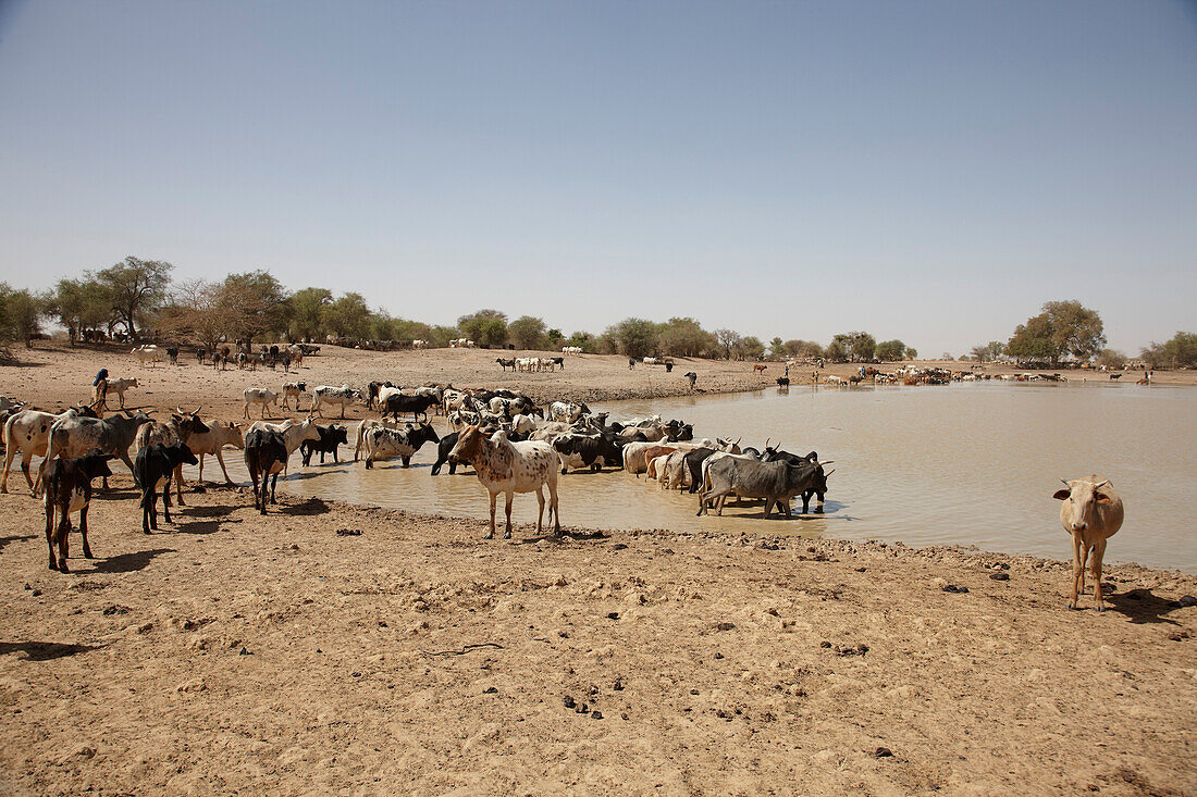 Cows in a water hole, Douentza, Mali, Africa