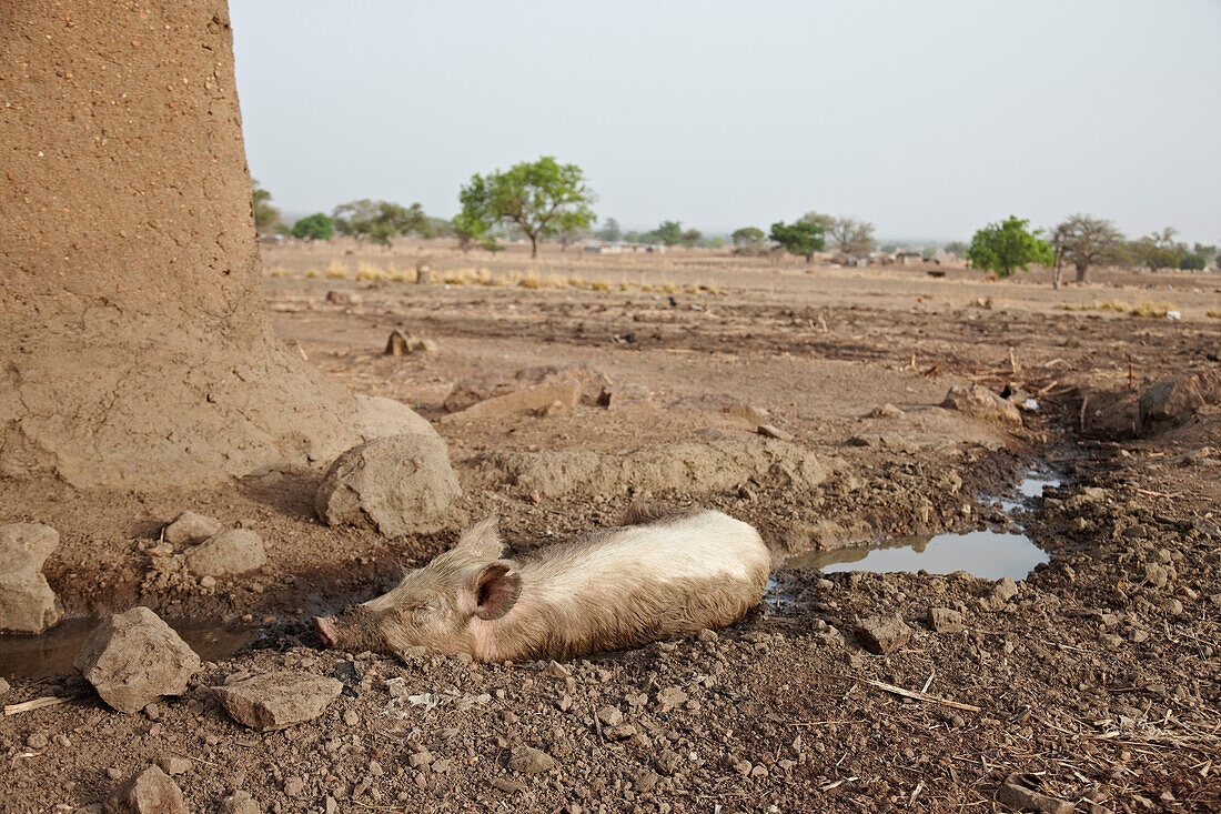 Pig lying in a puddle, Bolgatanga, Ghana, Africa