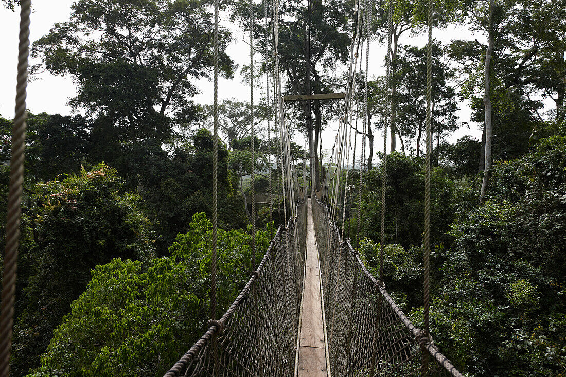 Hängebrücke durch Baumwipfel im Dschungel, Kakum National Park, Cape Coast, Ghana, Afrika