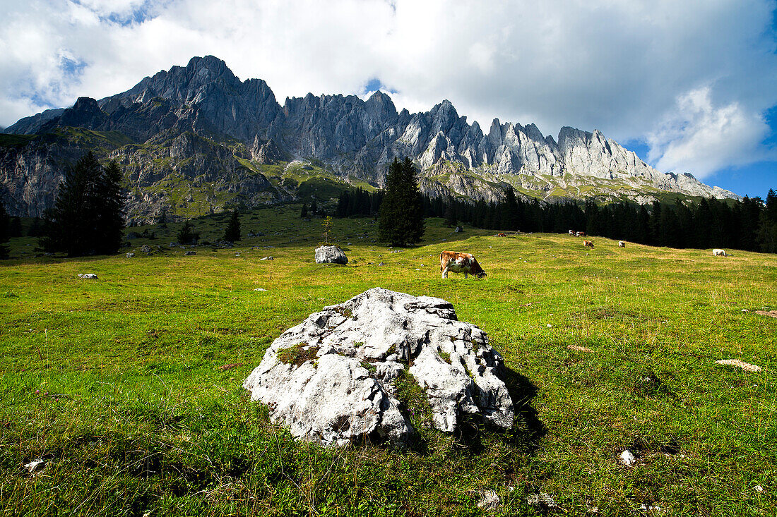 Alpine meadow in the region of Hochkönig, Salzburger Land, Austria