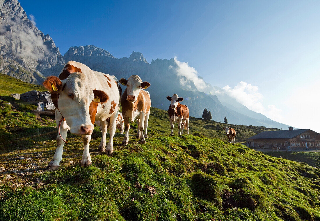 Salzburger Almenweg, Hochköniggebiet Salzburger Land, Österreich