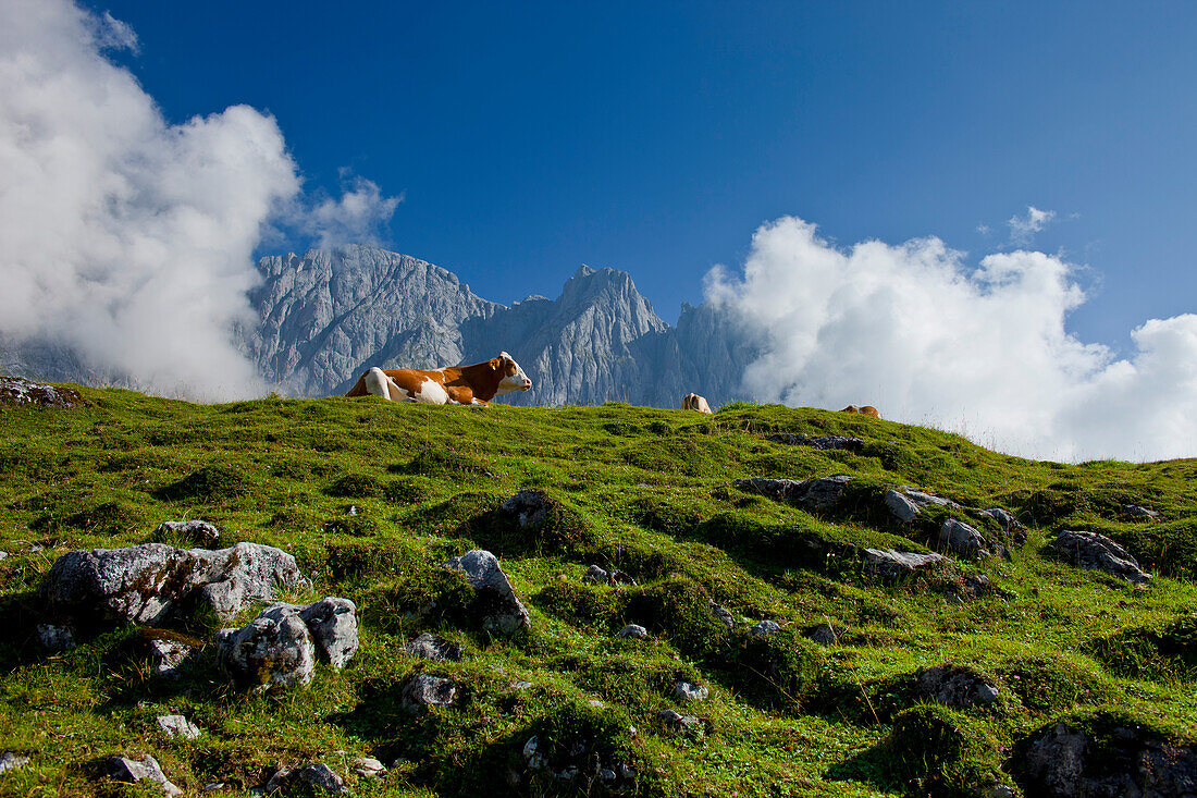 Cows near the alpine hut Brandstätthütte, In the region of Hochkönig, Salzburger Land, Austria