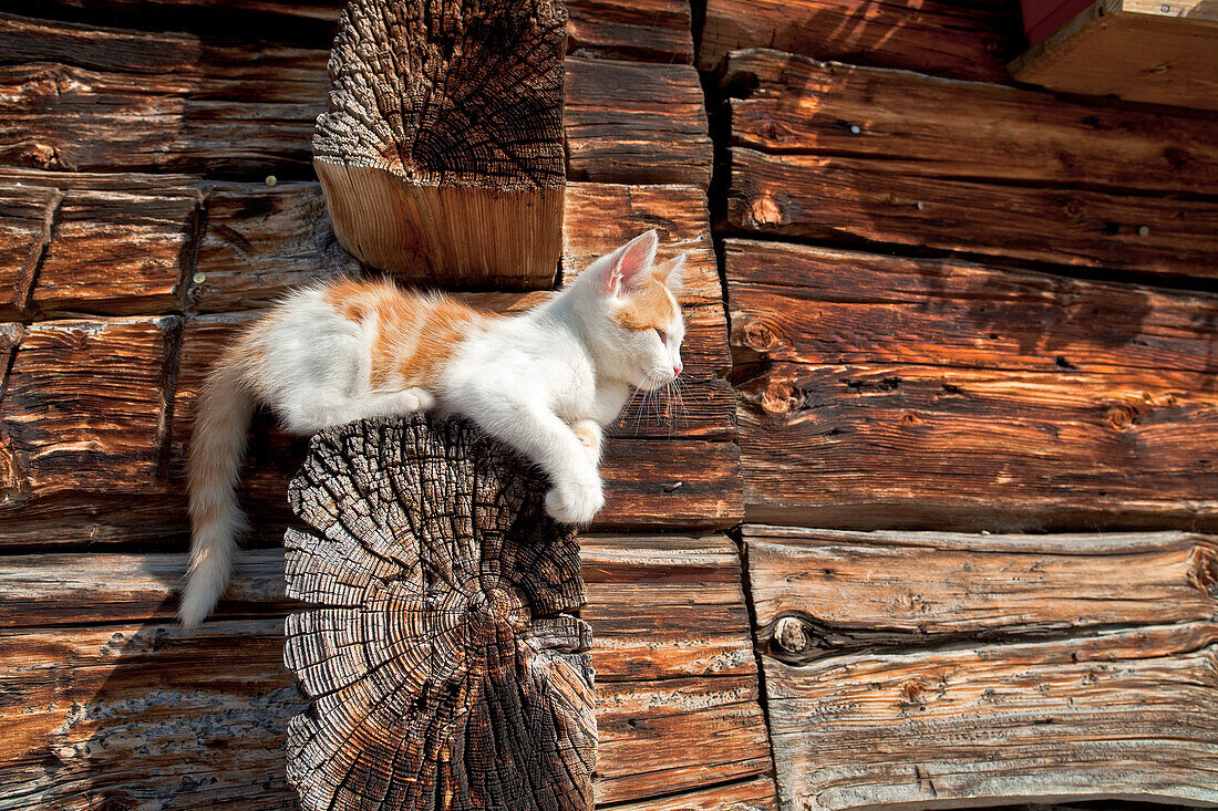 Young cat sitting on a beam of the alpine hut Brandstätthütte, In the region of Hochkönig, Salzburger Land, Austria