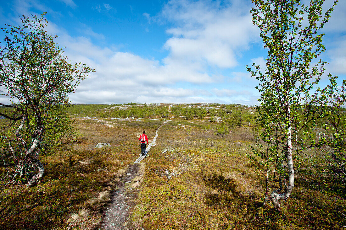 Hiker in Lapland, northern Sweden, Sweden