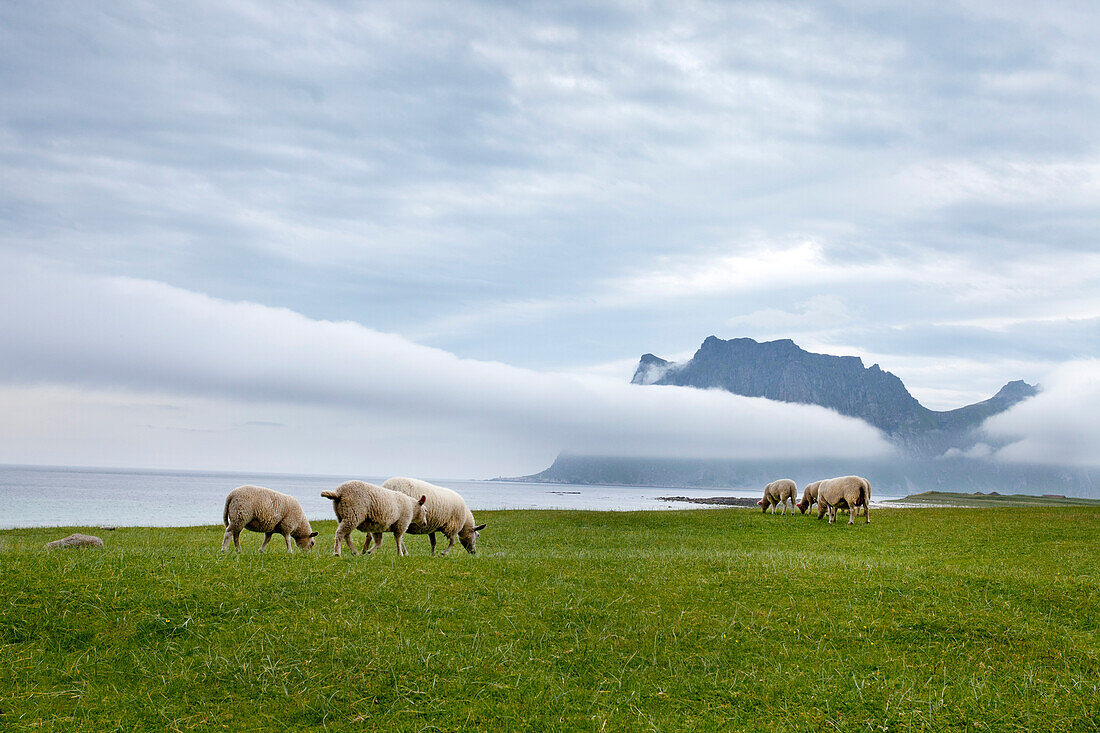 Schafe, Utakleiv, Vestvågøya, Lofoten, Nordnorwegen, Norwegen