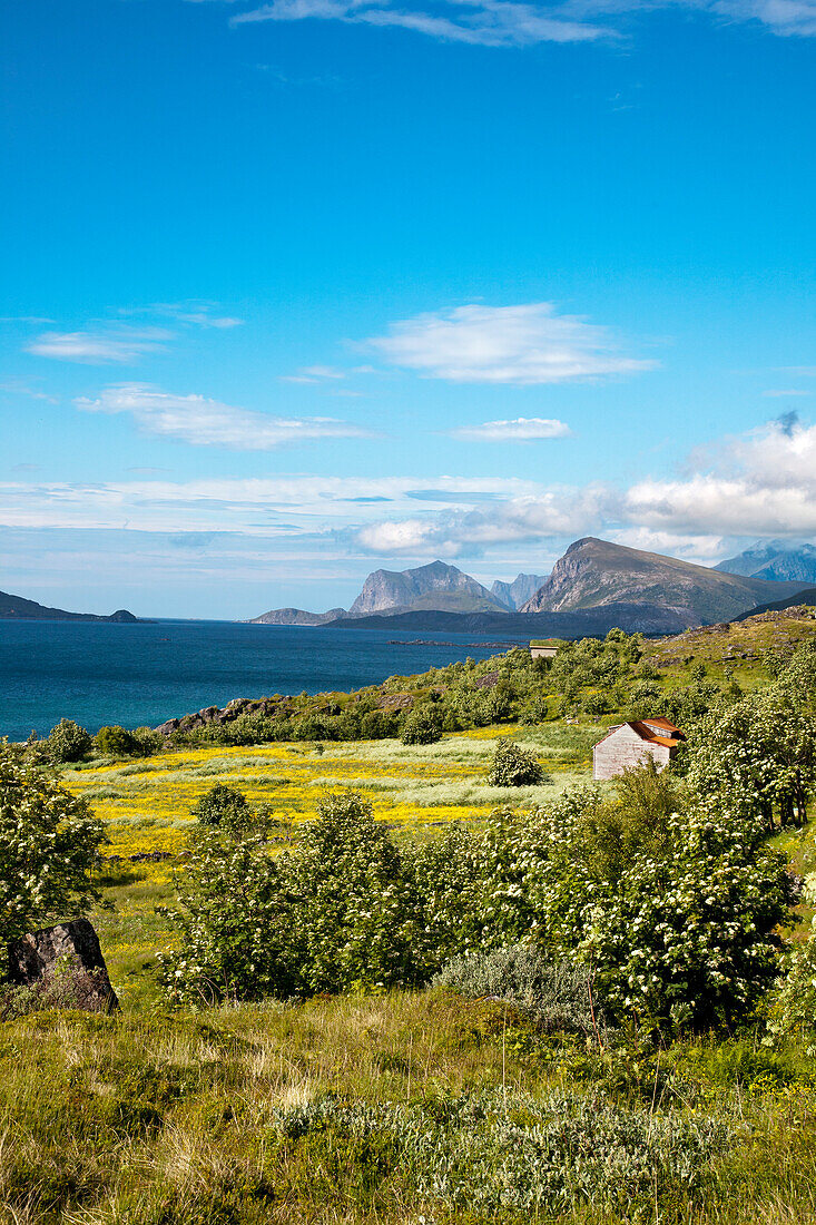 Blumenwiese am Nappstraumen, Vestvågøya, Lofoten, Nordnorwegen, Norwegen