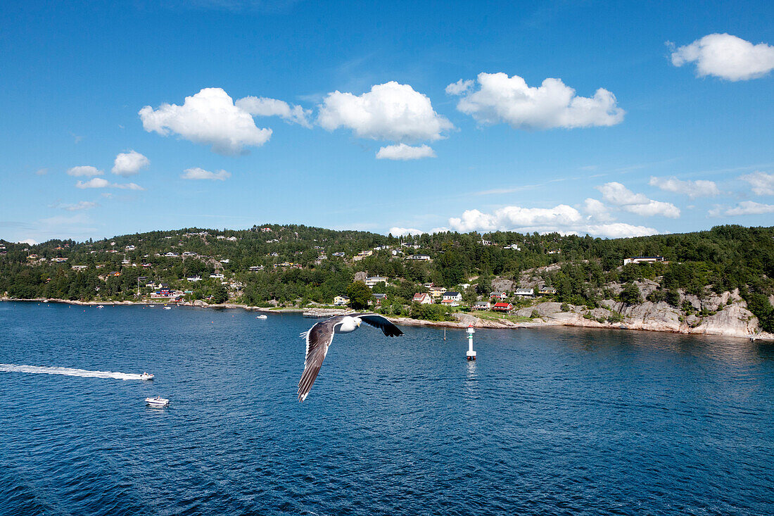Möwe, Oslofjord, Südnorwegen, Norwegen