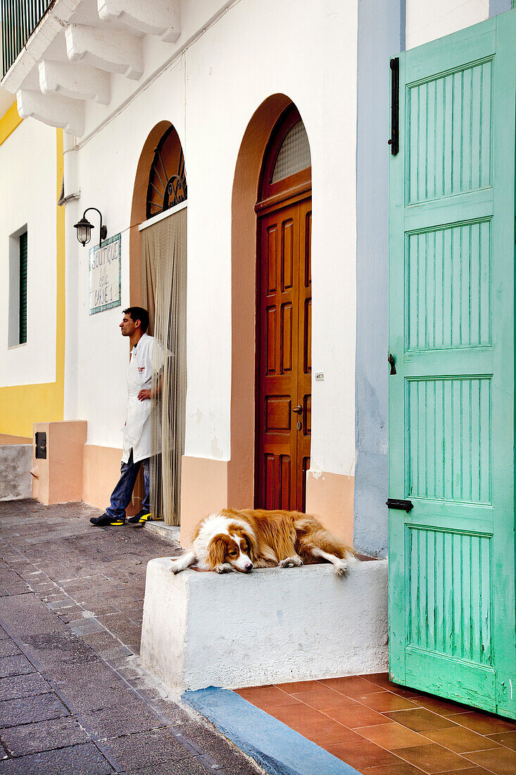 Ein schlafender Hund, Santa Maria, Salina, Liparische Inseln, Sizilien, Italien