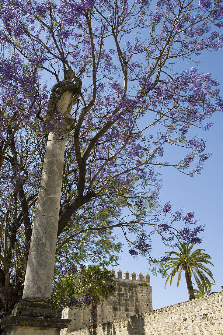 Säule mit Statue unter blau blühenden Jacaranda Bäumen, Jerez de la Frontera, Andalusien, Spanien, Europa